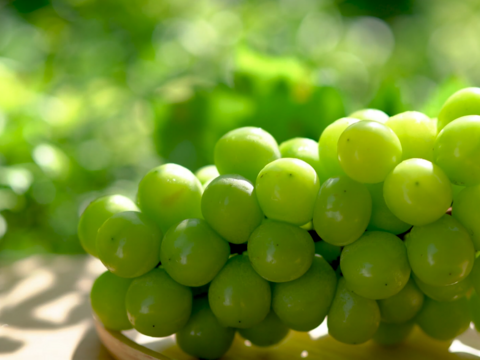 【高糖度｜JGAP取得】完熟シャインマスカット お試し1房(500ｇ×1房)