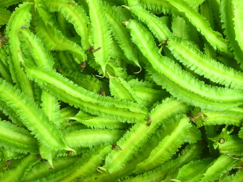 秋を楽しむセット！男爵1Ｋ＆四角豆500ｇ～農薬/化学肥料・不使用