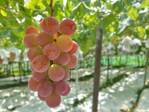 サンシャインレッドとシャインマスカット