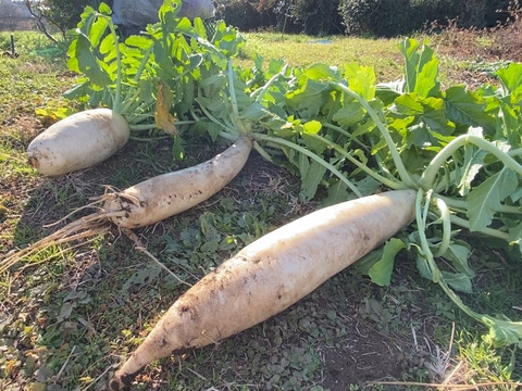 自然栽培🍀固定種お大根・食べ比べセット（練馬大長尻大根１本+三浦大根１本　約２〜３Kg）