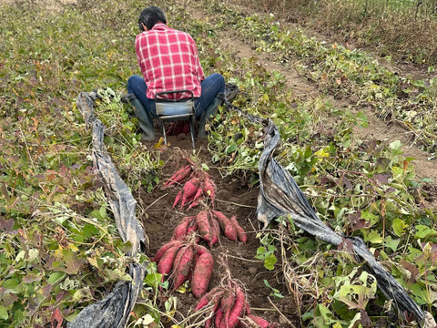 自家育苗・手掘り！　紅はるか　S~2Lサイズ混合　約4.5kg