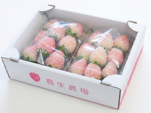 いちご王国栃木の白いちご　朝採れ『ミルキーベリー』（260ｇ×2パック）