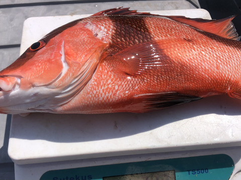 【活き締め】天然千年鯛　センネンダイ 1〜1.5kg
