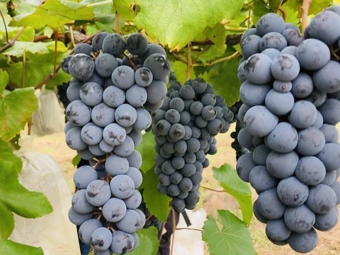 【冬ギフト】黒系の濃厚な甘み！ぶどうジュース2本