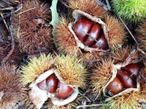 【石巻産】秋の味覚おいしい栗　大小さまざま不揃い1kg