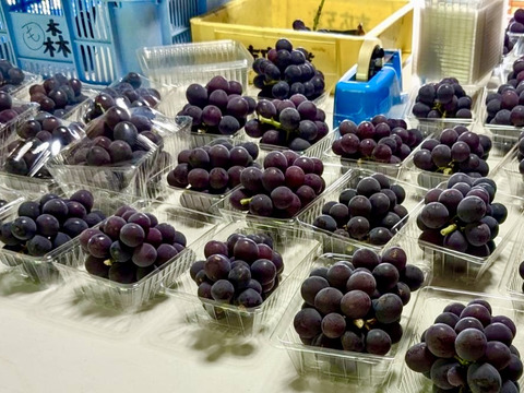 濃厚な甘み！種無し巨峰ぶどう【1kg:3房】