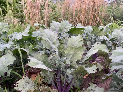 瀬戸内育ち 赤軸ケール（レッドロシアンケール）1kg｜サラダ・スムージー用