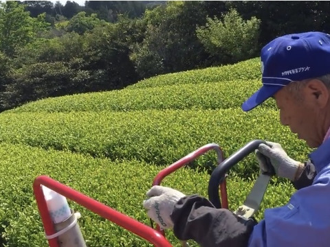 出来立てホヤホヤの【2025新茶】80の父が今年も作ります❗️【カップに茶葉とお湯で簡単に飲んで茶葉も食べちゃお！】深蒸し茶　100g ３袋