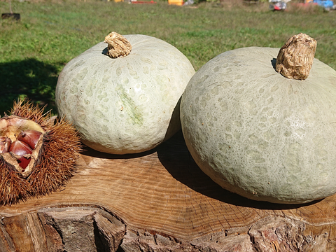 かぼちゃ2個『冬至かぼちゃ(1玉約2.5kg)』