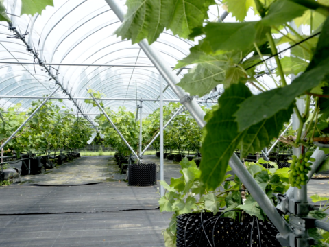 【高糖度｜JGAP取得】完熟シャインマスカット お試し1房(500ｇ×1房)