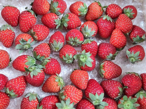 【加工用いちご】甘味と酸味のバランスが最高！ ❝おいCベリー❞（約1.6kg）