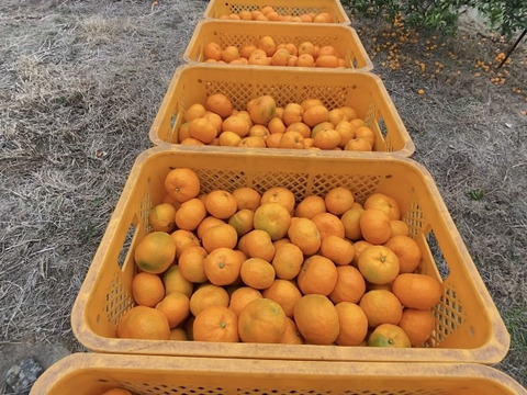 【12月はこの品種！】中生みかん（尾崎温州）5キロ