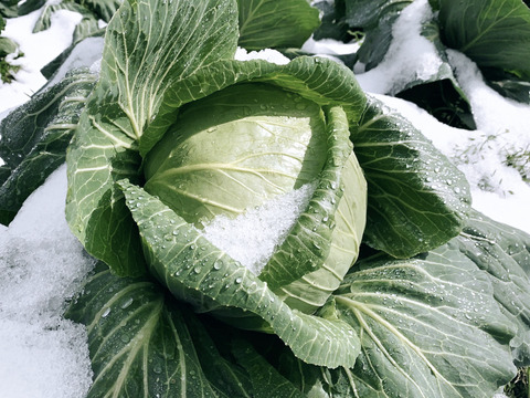 【冬ギフト】「冬季しか食べられない、越冬キャベツのお届けに参りました」　≪雪国で育まれた甘みたっぷりのキャベツ≫　兵庫県香美町産「雪ぶとんキャベツ」（５玉)