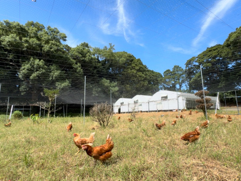 空と大地に見守られて、産まれる卵。-itadaki-甘くてコク深い、放牧鶏の卵です。平戸平飼い放牧卵itadaki/自然放牧【限定枠定期便】