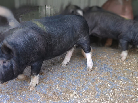 ハヤシファームの「黒豚」・ひき肉　300ｇ 特価❗