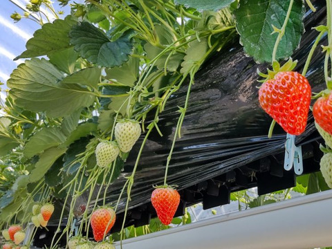 三拍子そろった美味しさ！いちご品種：❝よつぼし❞ 300g以上ｘ2ｐ