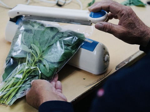 ネバネバに秘めた高栄養価！夏のハウスモロヘイヤ（100g×10袋）