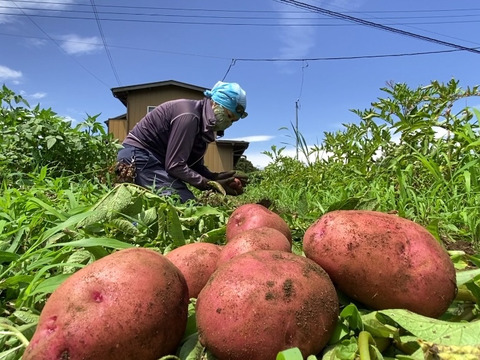 【自然栽培🍀固定種アンデスレッド1kg】毎年種芋を繋いでいます🥔ジャガバターがイチオシ！ほっくりコク深く甘い赤皮ジャガイモ