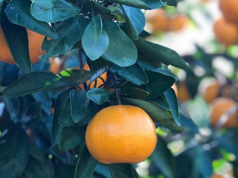 特別ご奉仕品　甘熟「宮川早生みかん」サイズ混合5Kg