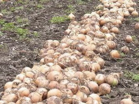 常備野菜と言ったら玉ねぎ‼️北はやて　5kg