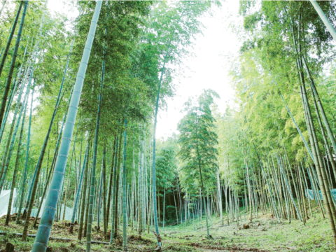 【生たけのこ】採れたてをお届け！ 生たけのこ（2kg）