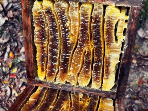 【ギフトBOX】野生日本蜜蜂の蜂蜜【たれ蜜と花粉蜜】110g 2個入り【非加熱の生はちみつ】