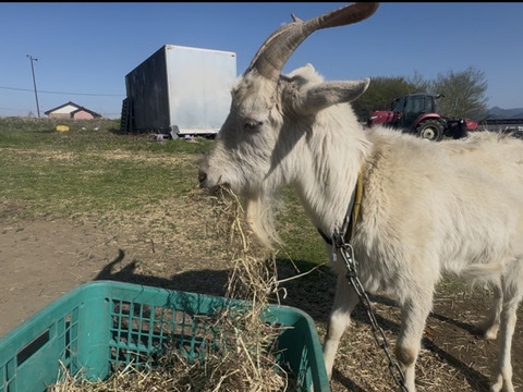 今が旬！にんにくの芽　群馬県産　有機肥料栽培　除草剤　消毒剤無使用