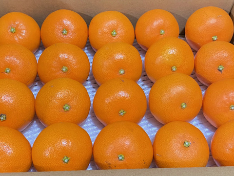 【小さなお口にぴったりフィット】とっても小さい！今年も甘〜くなった せとか です 2Sサイズ ご家庭用 みかん　20個入り❗️