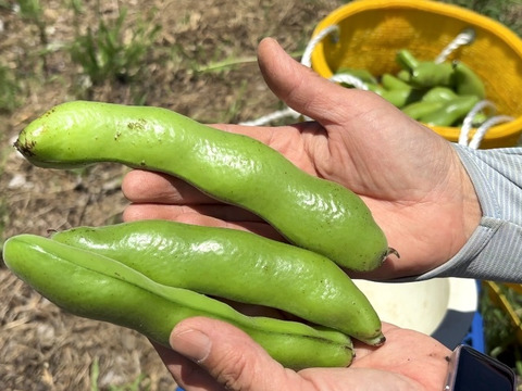 【自然栽培・自家採種🍀朝採りそら豆（さや付）】500g 15本前後・青臭くなく大粒で甘〜い！😋