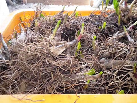 【2026年優先予約】！初物を優先発送(4月中旬)！太い行者にんにく3kg　「やわらか若葉」幻の山菜