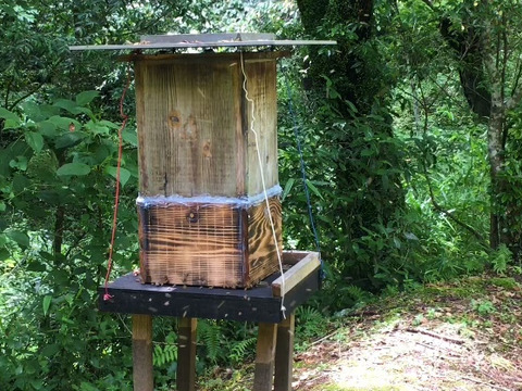 貴重な日本ミツバチの『天然生蜂蜜』非加熱｜無添加 x 2