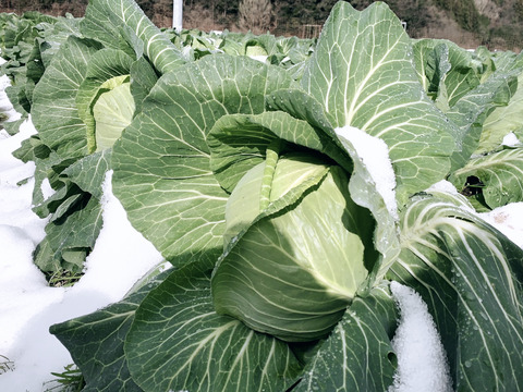 【冬ギフト】「冬季しか食べられない、雪中キャベツのお届けに参りました」　≪雪国で育まれた甘みたっぷりのキャベツ≫　兵庫県香美町産「雪ぶとんキャベツ」（５玉)