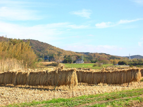 《2/19(木)発送》玄米豆餅【天日干し・無肥料・栽培期間中農薬不使用のお米】
