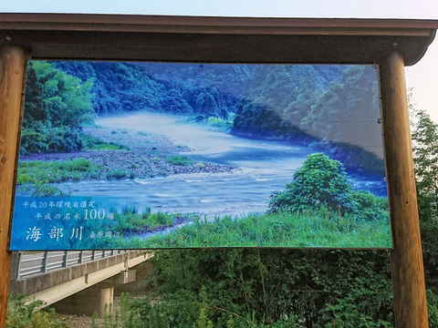 徳島　海部川産　特大！天然鰻　910g(水揚げ時 )−60℃急速凍結