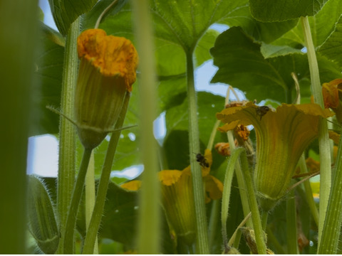 Unzen Pure Honey【にほんみつばちのはちみつ】