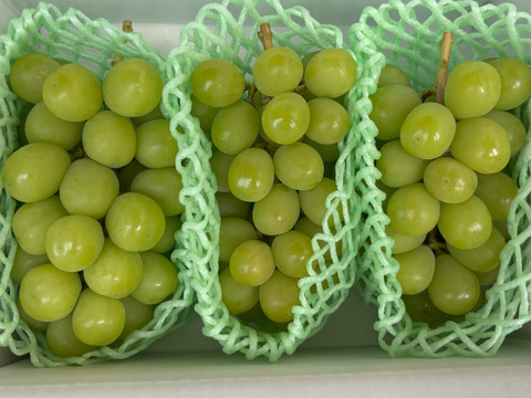 【家庭用】山梨県産　シャインマスカット　2～3房