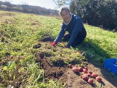 【自然栽培🍀固定種グランドペチカ1kg】毎年種芋を繋いでいます🥔栗やサツマイモに似た甘みがありホクホク、深いコクと風味