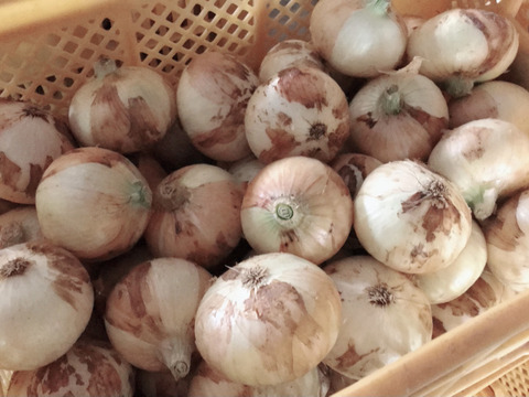 全国の方に知って欲しい 熊本あしきたのサラダ玉ねぎ 10kg 箱の重さ込み 熊本県産 食べチョク 農家 漁師の産直ネット通販 旬の食材を生産者直送