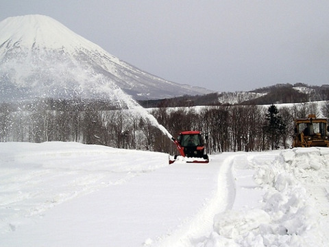 《北海道産》大きな❗️雪の下にんじん10kg