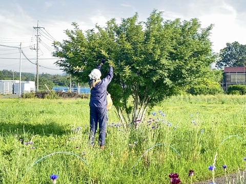 【クール便❄️自然栽培🍀天然山椒の実(生１００g)】爽やかな香りをお届け！発送日の朝に収穫