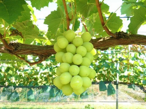 最終セール　ぜひ説明文をご覧ください！　シャインマスカット　お得な家庭用　1.5～1.8キロ（大小込み目安　4～6房）