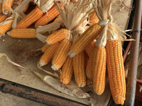 《ララさま専用》平飼い有精卵＊みんな＊しあわせたまご／季節のおすそ分け