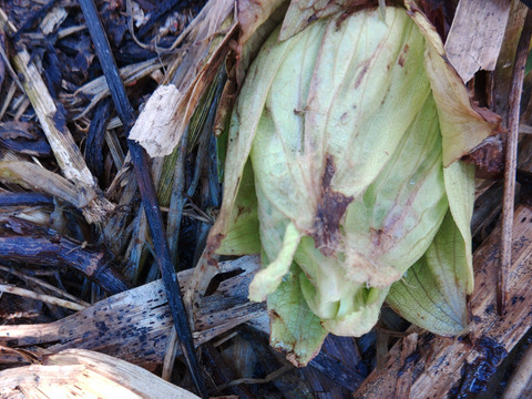 新食感 カリッと ますトバジャーキー100g×３袋ふき味噌 100g ×9袋のセット商品です