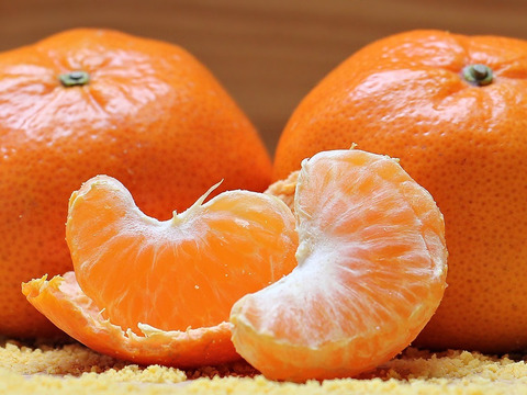 酸味と甘みのバランスの良い旬のちえみかん🍊（田口早生）３㌔