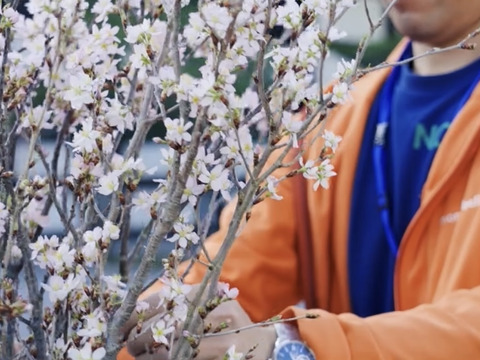 【桜の花束】あと少し！ボリュームたっぷりな桜をご自宅に飾ってみませんか？