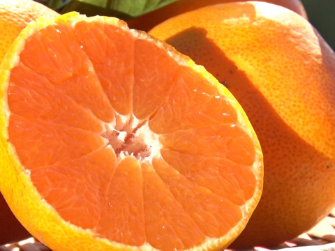 【ミシュラン御用達】正統血統が生んだロイヤルプリンセス『はれひめ』🍊甘みと香りが調和する完成柑橘大容量パッケージ約3kg