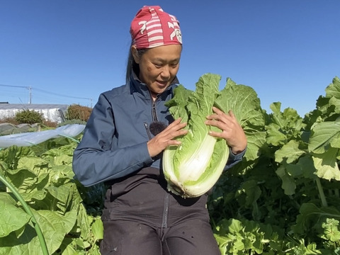 【自然栽培🍀橙芯白菜約２kg 1〜3個】煮ても漬けてもサラダでも美味しい🎶肥料も水も与えずに育てました