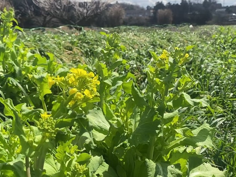 【自然栽培🍀60サイズ】春を感じる🌸採れたて！旬菜セット