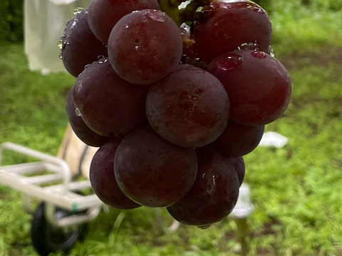 【クール便】種無しピオーネ ご自宅用1.2kg箱（2房〜3房）