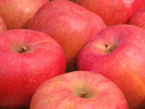 サンふじ徳用（１０㎏）26～40玉
１月から販売の徳用りんご　若干家庭用を含みお得になっています